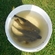 Tench