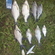 Carp bream