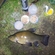 Tench