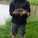 Carp