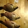 Crucian carp