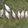 Carp bream