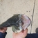 Pike perch