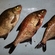Carp bream