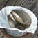 Carp bream