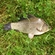Crucian carp