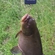 Tench