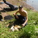 Carp bream