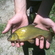 Tench