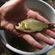 Prussian carp