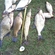 Carp bream