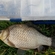 Prussian carp