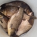 Crucian carp