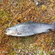 Ocean Trout