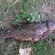Tench