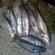 Mackerel