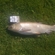 Grass carp