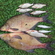 Carp bream