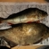 Carp bream