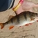 Eurasian perch