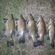 Tench