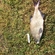 Carp bream