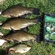 Tench