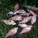 Carp bream