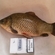 Prussian carp