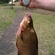 Carp bream