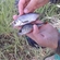 Eurasian perch