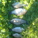 Prussian carp