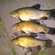 Tench