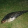 Wels catfish