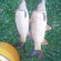 Carp