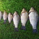 Crucian carp