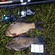 Crucian carp