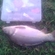 Carp