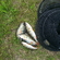 Eurasian perch