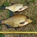 Carp bream
