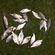 Carp bream