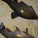 Tench