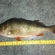 Eurasian perch
