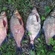 Carp bream