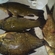 Tench