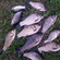 Crucian carp