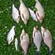 Carp bream