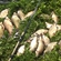 Carp bream