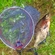 Carp bream