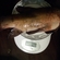 Tench